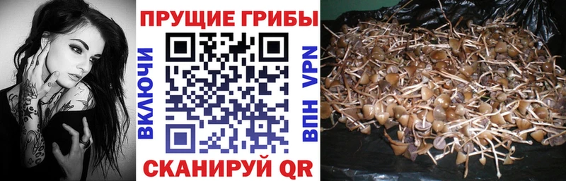 Псилоцибиновые грибы Psilocybine cubensis  Мещовск 